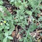 Senecio viscosus Blad