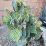 Opuntia aciculata Ліст