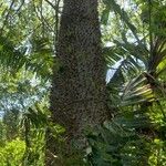 Ceiba speciosa خشب