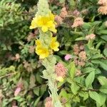 Verbascum densiflorumЦветок