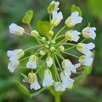 Thlaspi arvense Flower
