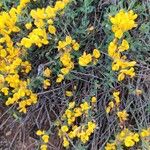 Cytisus decumbens Kukka