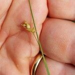 Carex panicea Цвят