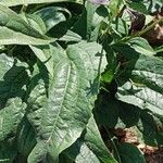 Echinacea pallida Leaf