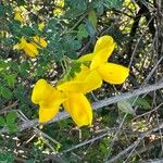 Cytisus arboreus Blomst