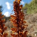 Orobanche rapum-genistae Blüte