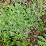 Thalictrum foetidum Leaf