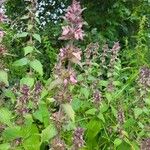 Stachys alpinaফুল