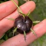 Cyclocodon lancifolius Fruit