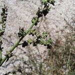 Atriplex patula Fruit