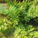 Osmunda regalis عادت داشتن