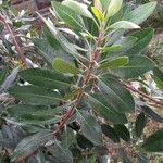 Photinia arbutifolia পাতা