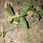 Euphorbia hirta Blomst