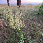 Rumex thyrsiflorusКветка