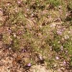 Agalinis tenuifolia Yeri