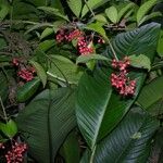 Ixora nicaraguensis Other