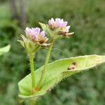 Persicaria nepalensis Λουλούδι