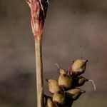 Carex vaginata Frucht