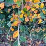 Cotoneaster simonsii Blad