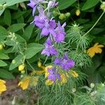 Delphinium ajacis Blomma