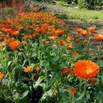 Calendula algeriensis Habitus