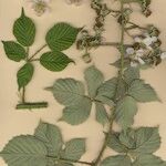 Rubus cuspidifer Ostatní