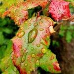 Berberis repens Leaf