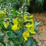 Sophora tomentosa 花