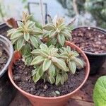 Peperomia dolabriformis Folha