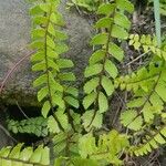 Adiantum caudatum Leaf