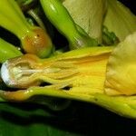 Odontadenia macrantha Froito