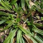 Carex plantaginea 叶