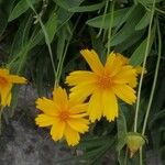 Coreopsis auriculata Flor
