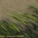 Taeniatherum caput-medusae Mosusu