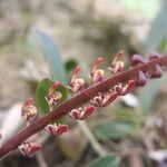 Bulbophyllum falcatum Цветок