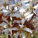 Amelanchier × grandiflora Flor