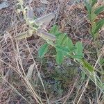 Crotalaria retusa Ffrwyth