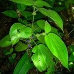 Miconia crenulata 葉