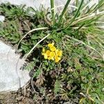 Coronilla vaginalis Λουλούδι