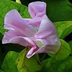 Calystegia silvatica Flower