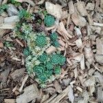 Rhodiola pachyclados Λουλούδι