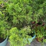 Juniperus chinensis List