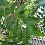 Ailanthus altissima Blatt