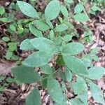 Vaccinium pallidum Hoja