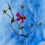 Geranium psilostemon Flor