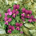 Viola diversifolia موطن