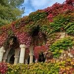 Parthenocissus tricuspidata Habitus