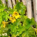 Tropaeolum ciliatum Ruíz & Pav.Flor