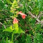 Salvia coccinea Φύλλο