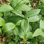 Veratrum virideLeaf